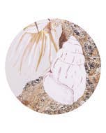 Palm Cove Seashell Ceramic Coaster